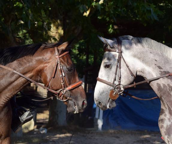 Moniteur d 'equitation