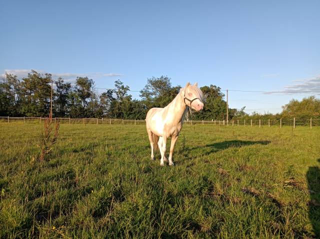 Saillie étalon poney pie cremello 