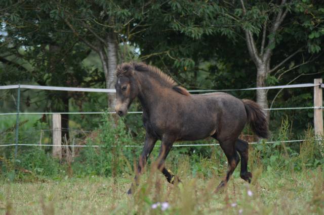 Pouliche Welsh Part-Bred 2024