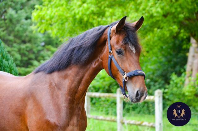 Très bon jeune cheval de dressage