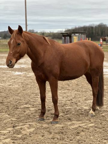 Ponette PFS par Sandro Boy (OLD) x Hipipip (Welsh) 