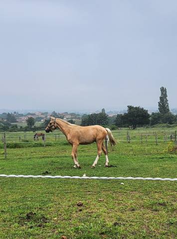 PONEY PALOMINO CONNEMARA X PFS