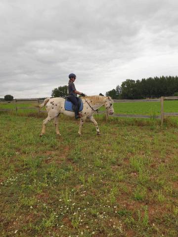 Hongre Appaloosa Pp