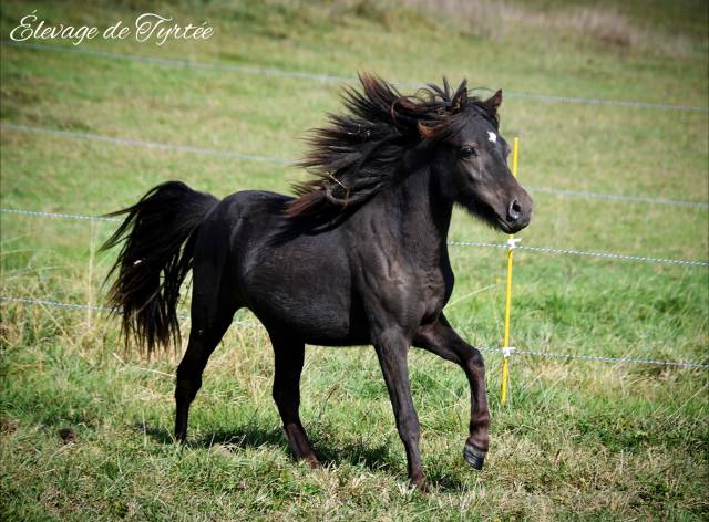 Joli poney adorable 