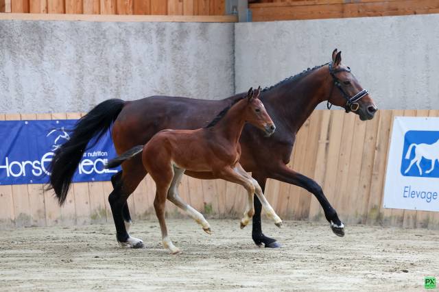 Pouliche sf très chic