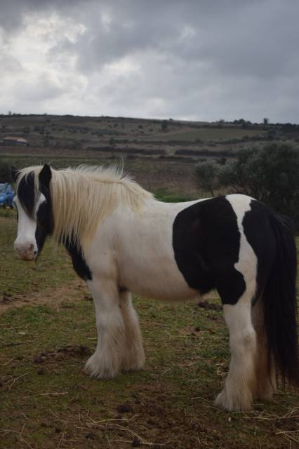 Poulinière gipsy cob