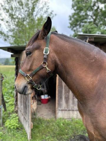 Cheval 5 ans croisé FJORD/FRISON