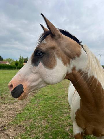 Hongre paint horse de 8 ans