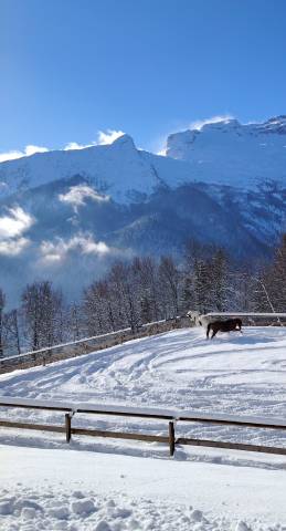 Pension pour chevaux 