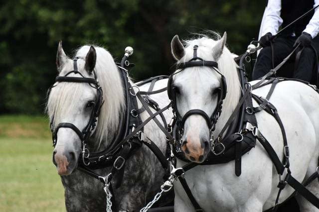 Cheval de Trait - Hongre Boulonnais