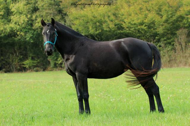 Ponette PFS de 4 ans 