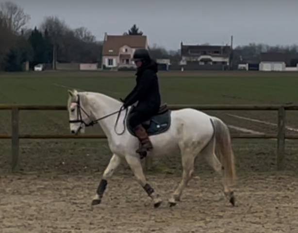 Cheval Barbe 16 ans 