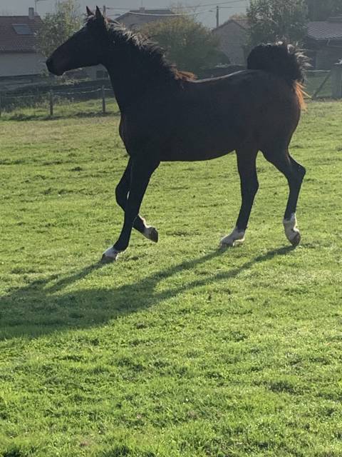 Poulain selle français