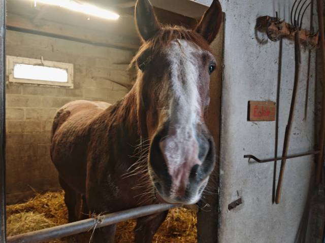 Cheval : Cob Normand à vendre