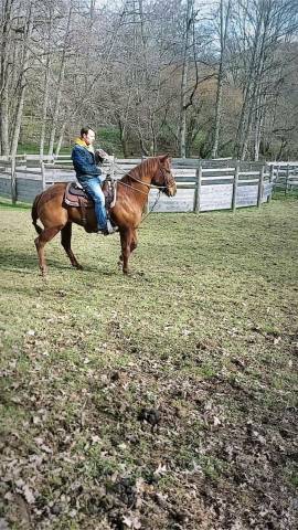 JOEYSON, cheval hongre Quarter Horse, 10 ans