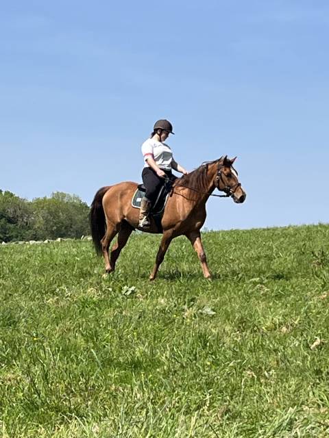 Cheval lusitanien 6 ans