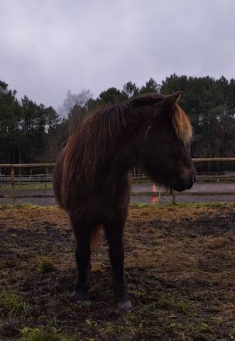 **À vendre : Vinda, jument islandaise de 16 ans - Une b