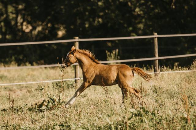 Poney français de selle 