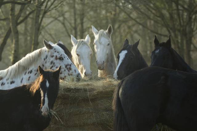 Pension pour chevaux proche d'Angers