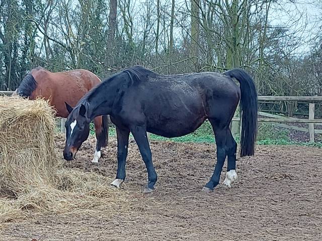 Poulinière dressage de 2006