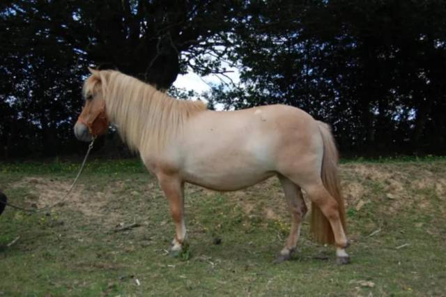 Top ponette shetland pp taille standard