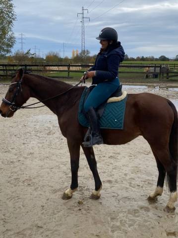 Tapis dressage vert sapin 