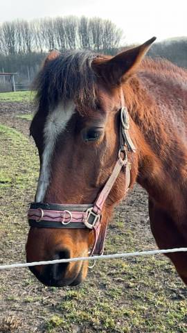 Trotteuse française 10 ans