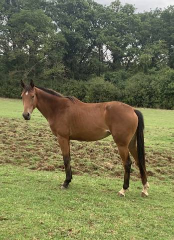 Jument de 6ans à vendre