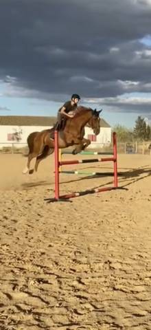 Selle français cheval