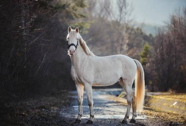 Cheval ibérique crème 