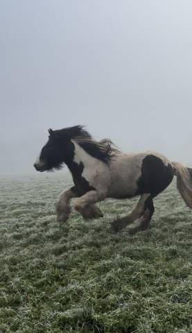 Saillie étalon de loisir IRISH COB