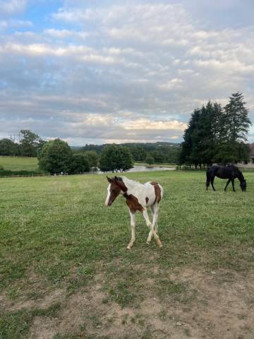 Pension cheval/poney au pré avec abri (87200)