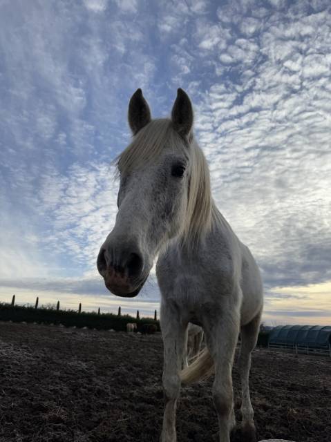 Gentil cheval pour compagnie 