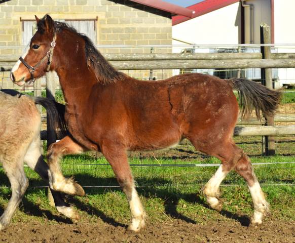 Welsh Cob/section D poulain pp , 2024