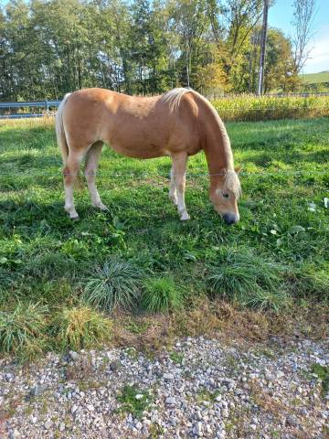 Jument Haflinger