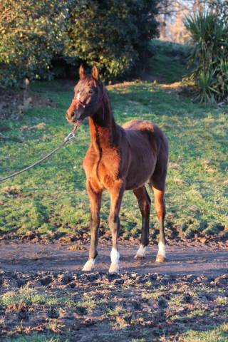 Poulain de dressage