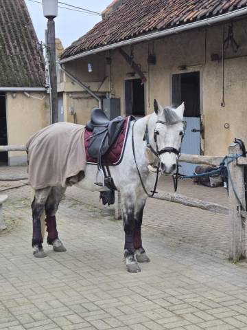 Selle dressage ZALDI