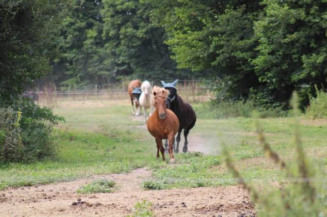 Pension Equipistes pour Chevaux à pathologies chronique