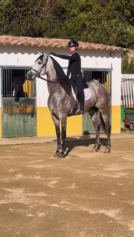 Étalon PRE 5 ans Dressage