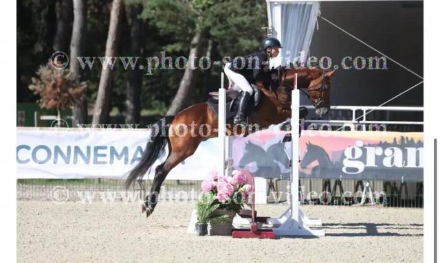 Poney de sport 