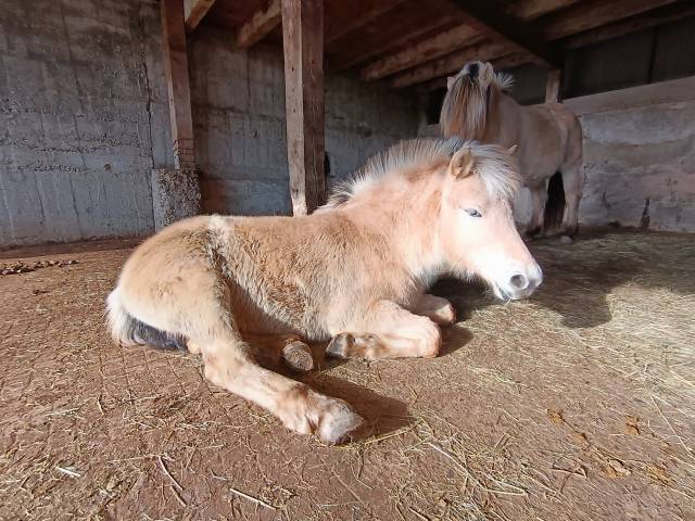 Vends  double poney Fjord de 8 mois