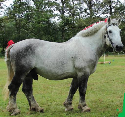 vend étalon percheron 