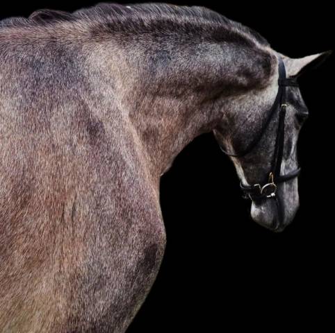 Andalusian Horse