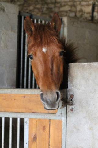 Poney de sport à vendre 