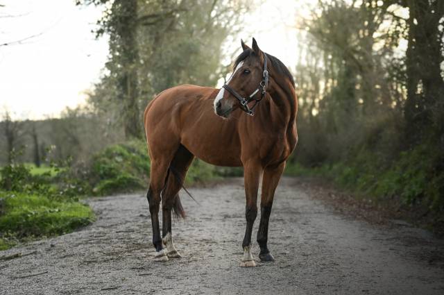 Top cheval 6 ans 