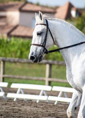 CHEVAL TRES FACILE ET POLYVALENT