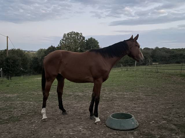 Jument 2 ans x Zirocco Blue 