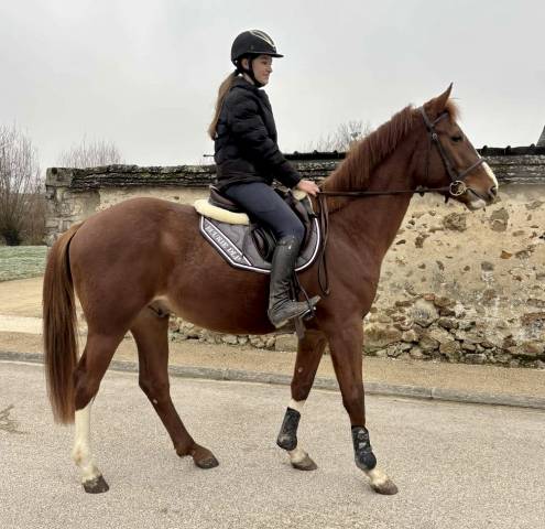 Mâle oc (CORNET X APACHE D’ADRIER ) 3 ans 