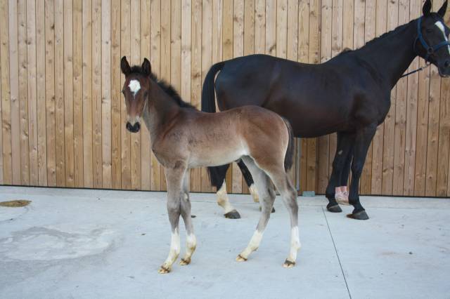 Magnifique pouliche SBS (Dourkhan Hero Z x Diarado)