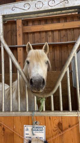 Gentil poney pour loisir